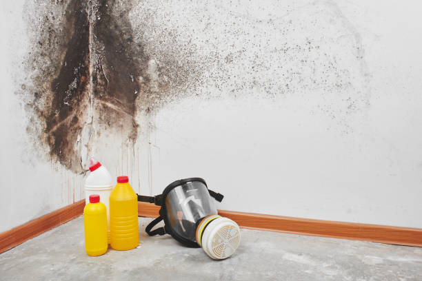 Best Residential Mold Remediation in Bethalto, IL