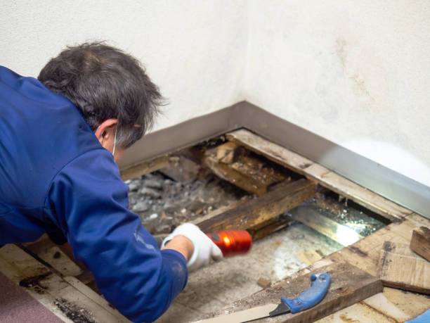 Best DIY Mold Remediation Support Services in Bethalto, IL