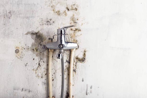 Best White Mold Remediation in Bethalto, IL