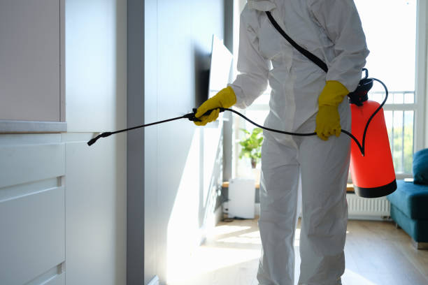 Reliable Bethalto, IL Mold Remediation Solutions