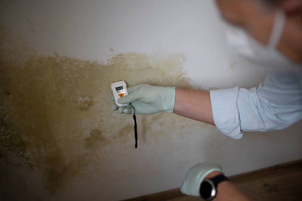 Best Commercial Mold Remediation in Bethalto, IL