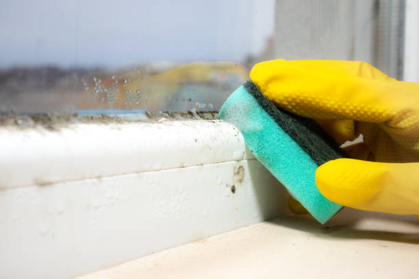 Best HVAC Mold Remediation in Bethalto, IL