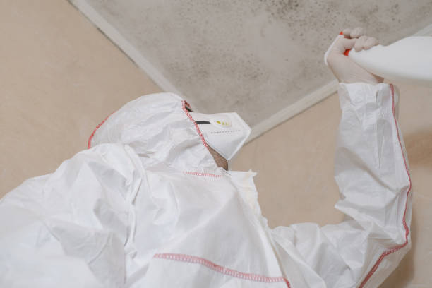 Best Attic Mold Remediation in Bethalto, IL