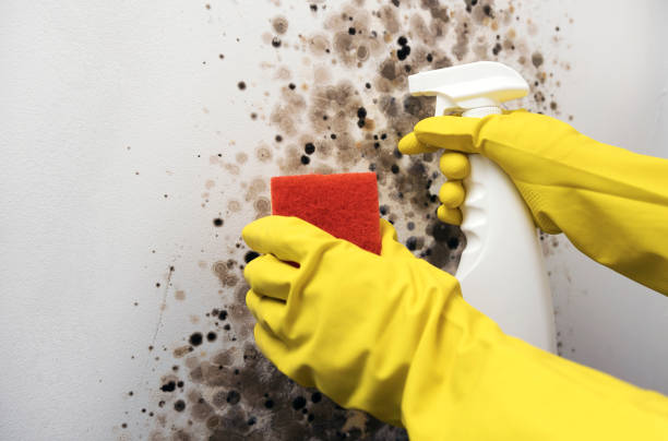 Best Crawl Space Mold Remediation in Bethalto, IL