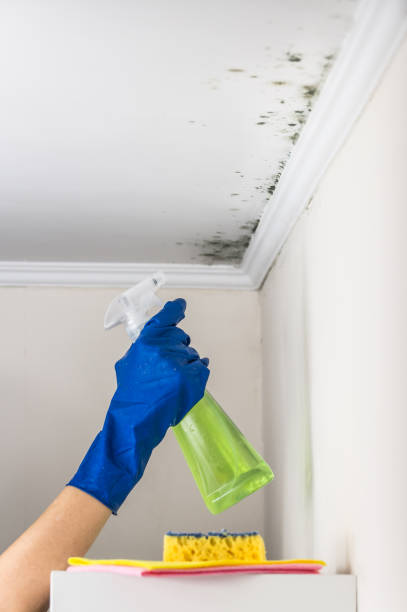 Best Residential Mold Remediation in Bethalto, IL