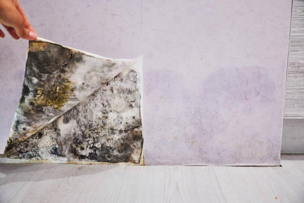 Best Basement Mold Remediation in Bethalto, IL